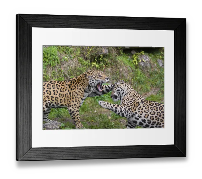 Framed Print : Two adult jaguars (Panthera onca) play fighting on a green meadow