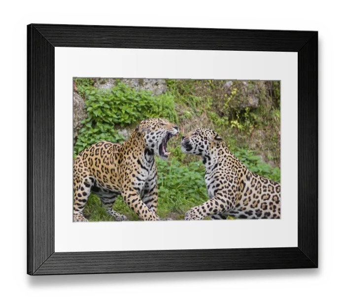Framed Print : Two adult jaguars (Panthera onca) play fighting on a green meadow Framed Print : Two adult jaguars (Panthera onca) play fighting on a green meadow