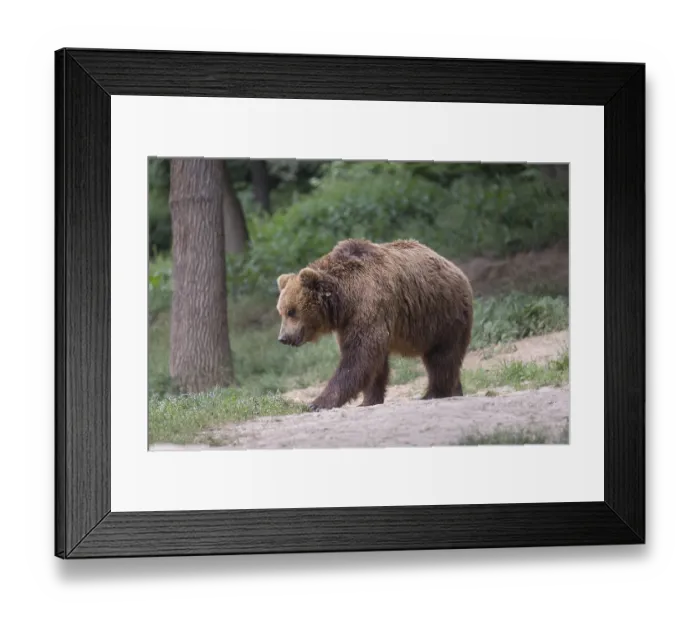 Framed Print : One Kamchatka brown bear (Ursus arctos piscator)