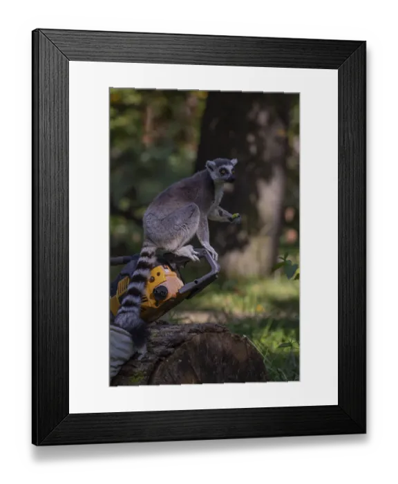 Framed Print : One ring-tailed lemur (Lemur catta) with a chainsaw on a log Framed Print : One ring-tailed lemur (Lemur catta) with a chainsaw on a log