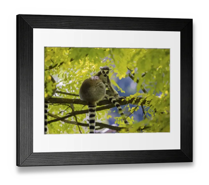 Framed Print : Three ring-tailed lemurs (Lemur catta) sitting in a tree with fresh green leaves Framed Print : Three ring-tailed lemurs (Lemur catta) sitting in a tree with fresh green leaves