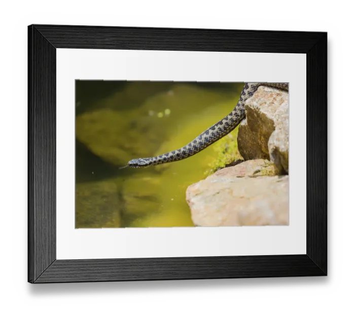 Framed Print : One Vipera berus, the common European adder or common European viper Framed Print : One Vipera berus, the common European adder or common European viper