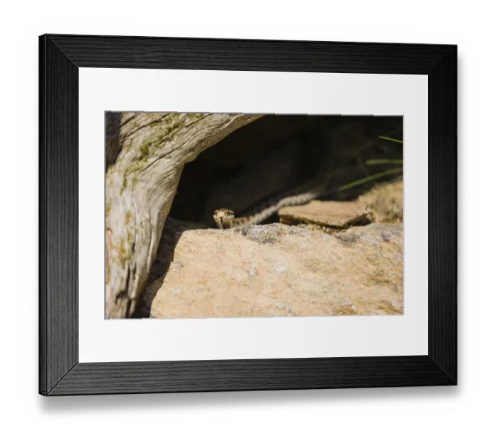 Framed Print : One Vipera berus, the common European adder or common European viper