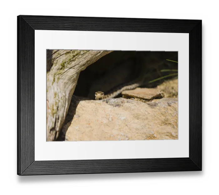 Framed Print : One Vipera berus, the common European adder or common European viper