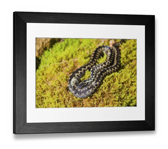 Framed Print : One Vipera berus, the common European adder or common European viper