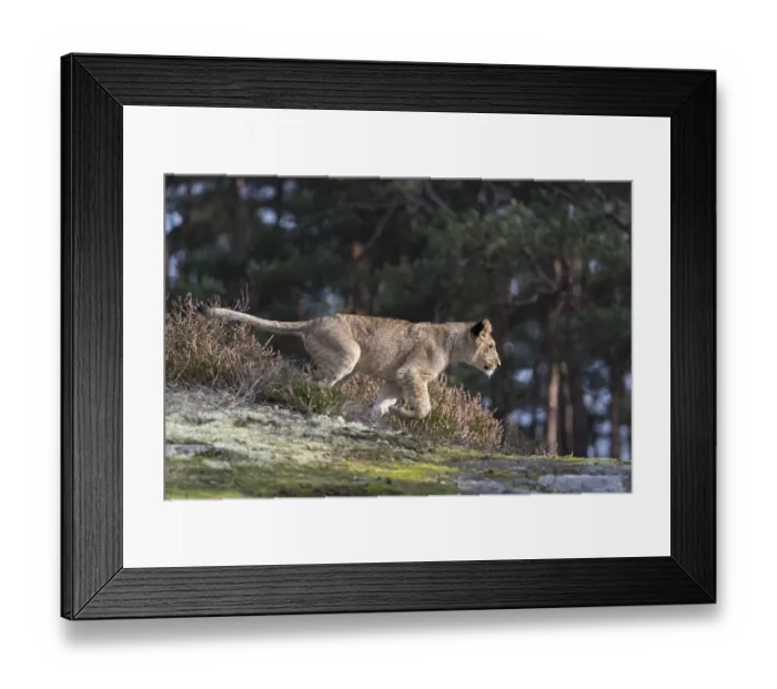 Framed Print : One female young lion (Panthera leo) running at a forest edge Framed Print : One female young lion (Panthera leo) running at a forest edge