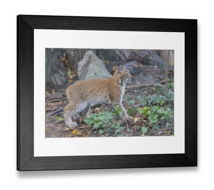 Framed Print : One young Eurasian lynx, (Lynx lynx) Framed Print : One young Eurasian lynx, (Lynx lynx)