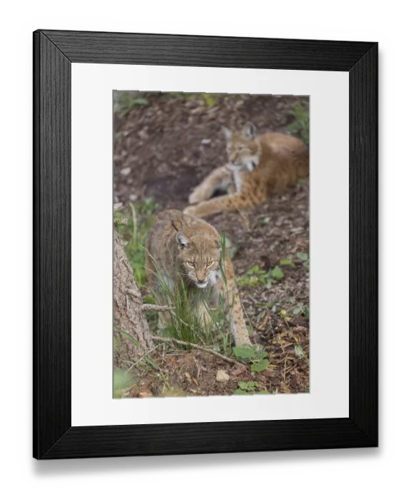 Framed Print : One Eurasian lynx, (Lynx lynx) eating grass Framed Print : One Eurasian lynx, (Lynx lynx) eating grass