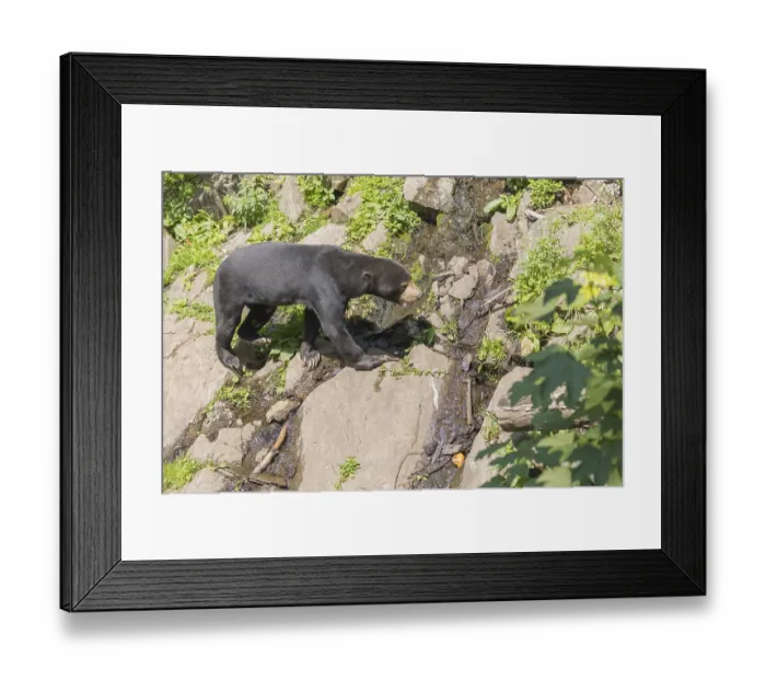 Framed Print : One Sun bear (Helarctos malayanus) walking over logs on a hilly ground in bright sunlight