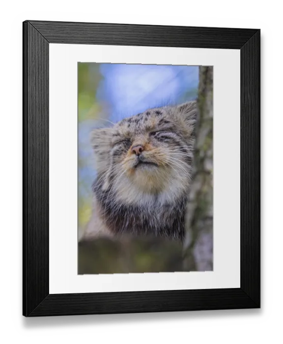 Framed Print : Portrait of a Pallas's cat (Otocolobus manul) or Manul