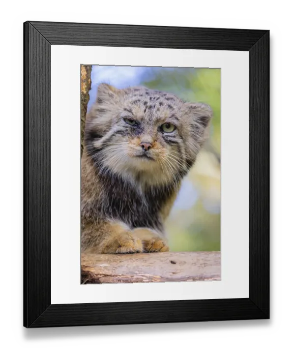 Framed Print : Portrait of a Pallas's cat (Otocolobus manul) or Manul Framed Print : Portrait of a Pallas's cat (Otocolobus manul) or Manul