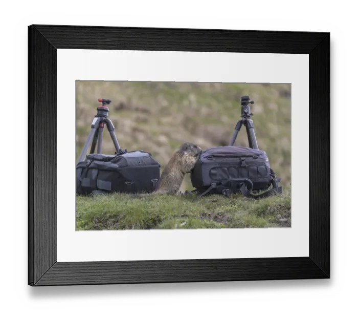 Framed Print : One Alpine Marmot, Marmota marmota Framed Print : One Alpine Marmot, Marmota marmota