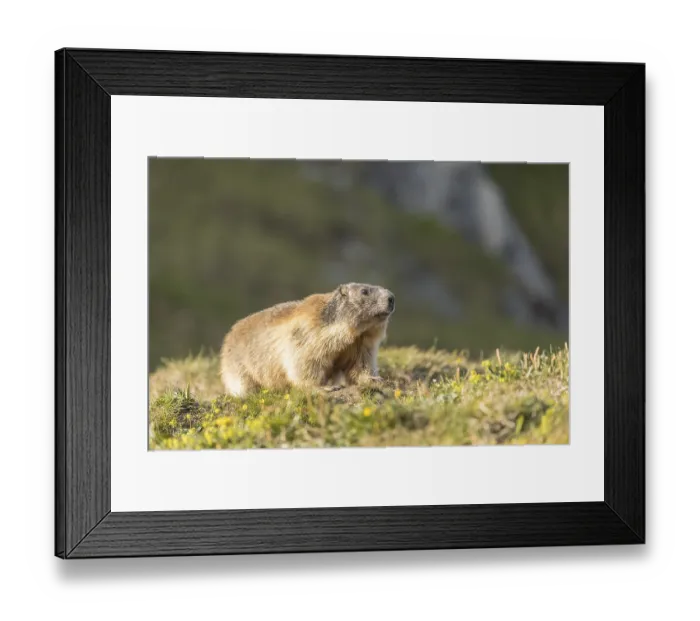 Framed Print : One adult Alpine Marmot, Marmota marmota