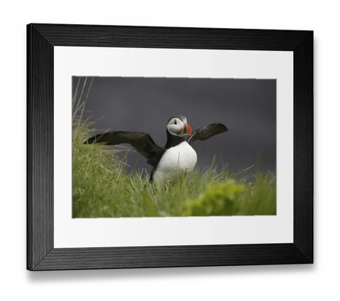 Framed Print : Atlantic Puffin, Common Puffin