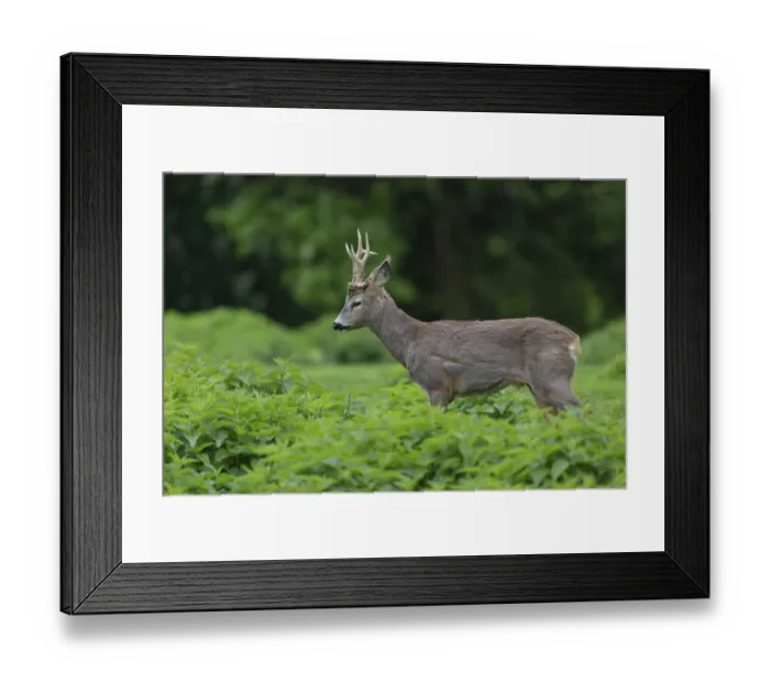 Framed Print : One male Roe Deer, Roe buck (Capreolus capreolus)