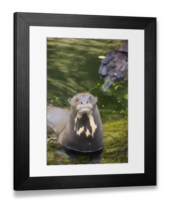 Framed Print : Portrait of a male giant otter or giant river otter (Pteronura brasiliensis)