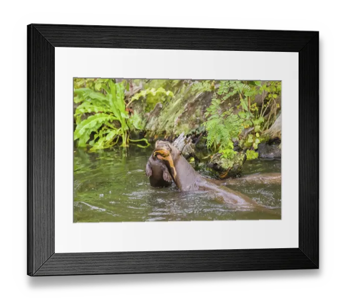 Framed Print : An adult giant otter or giant river otter (Pteronura brasiliensis)