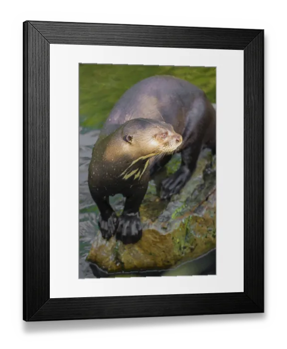 Framed Print : An adult giant otter or giant river otter (Pteronura brasiliensis) stands on rock in a small creek Framed Print : An adult giant otter or giant river otter (Pteronura brasiliensis) stands on rock in a small creek