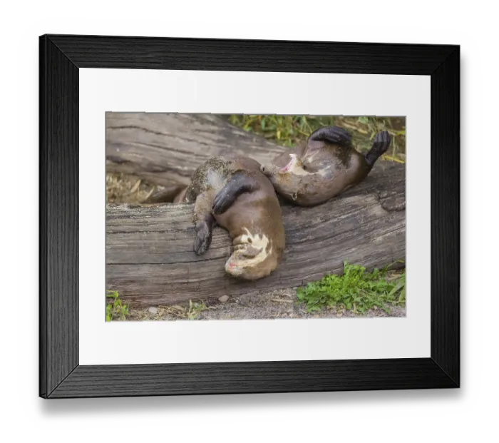Framed Print : Two giant otter or giant river otter (Pteronura brasiliensis) rest on a rotten log