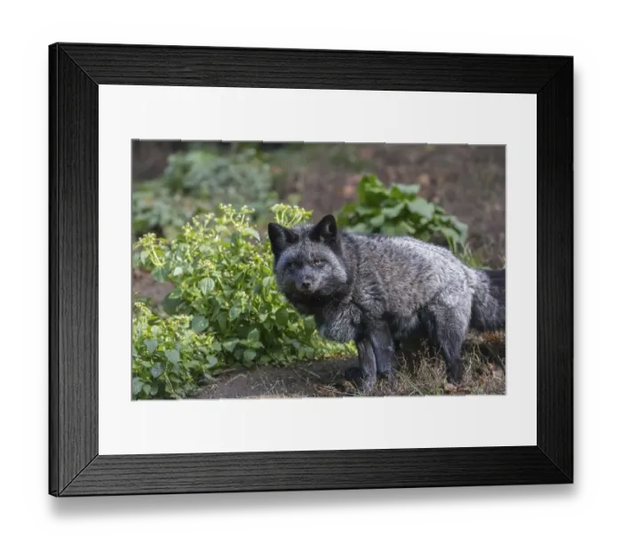 Framed Print : One silver fox (Vulpes vulpes) standing on a green meadow looking for food Framed Print : One silver fox (Vulpes vulpes) standing on a green meadow looking for food