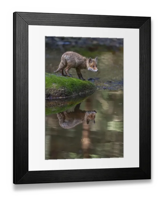 Framed Print : One young red fox, Vulpes vulpes