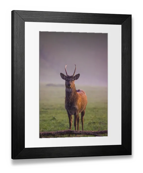 Framed Print : A Sambar stag (Rusa unicolor), stands on a misty meadow in first morning light