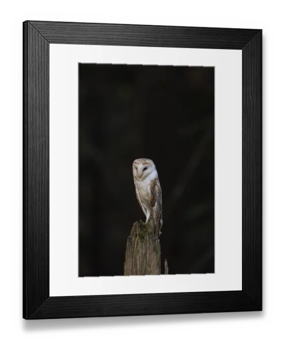 Framed Print : One barn owl (Tyto alba) sitting on a stump of atree in late evening light