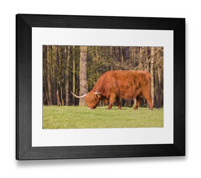 Framed Print : One Highland cow (Bos primigenius) taurus) grazes on a pasture at a forest edge