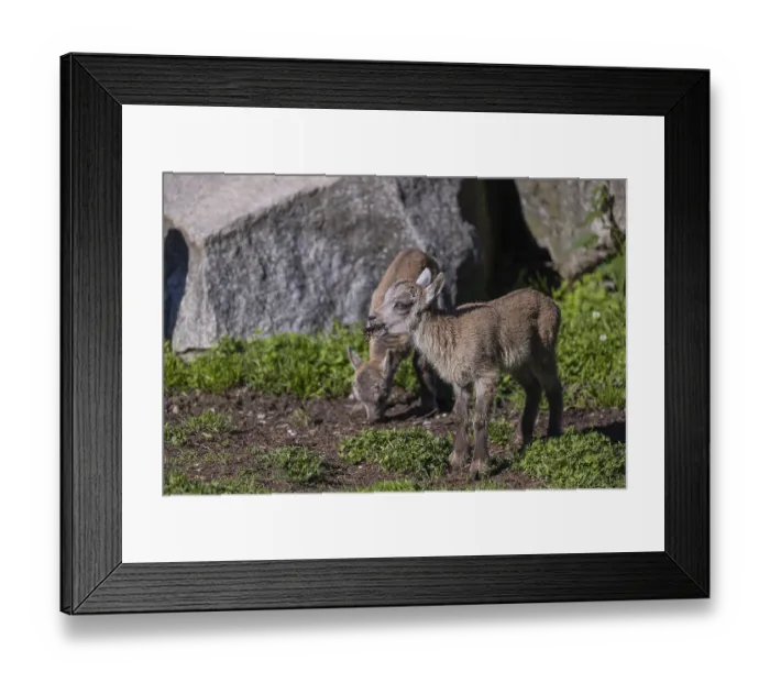 Framed Print : Two baby ibex (Capra ibex) standing on grass between rocks
