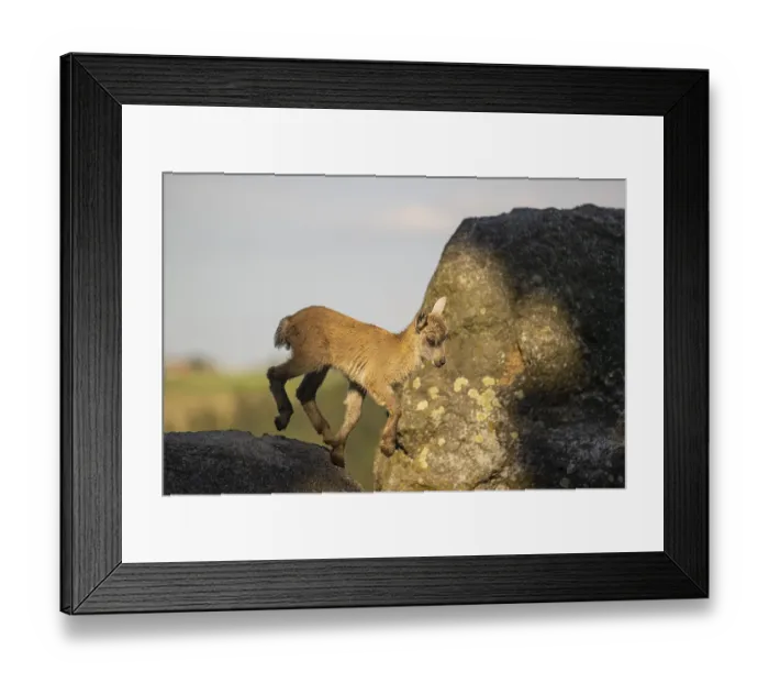 Framed Print : One baby ibex (Capra ibex) running between rocks Framed Print : One baby ibex (Capra ibex) running between rocks