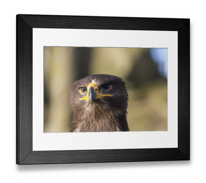 Framed Print : Portrait of Aquila nipalensis, steppe eagle