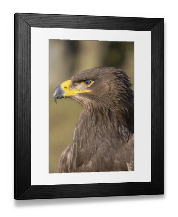 Framed Print : Portrait of Aquila nipalensis, steppe eagle Framed Print : Portrait of Aquila nipalensis, steppe eagle
