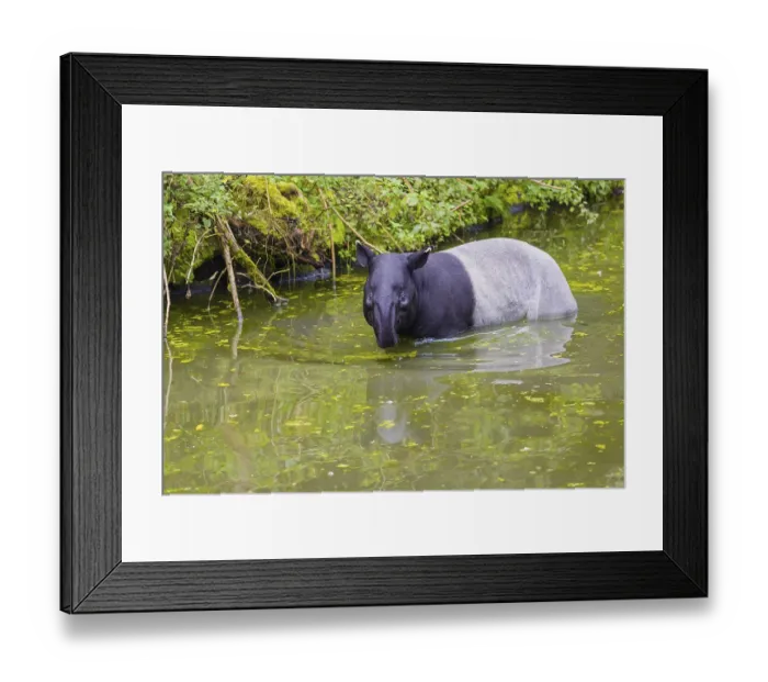 Framed Print : A Malayan tapir (Acrocodia indica) slowly enters the shallow water of a river