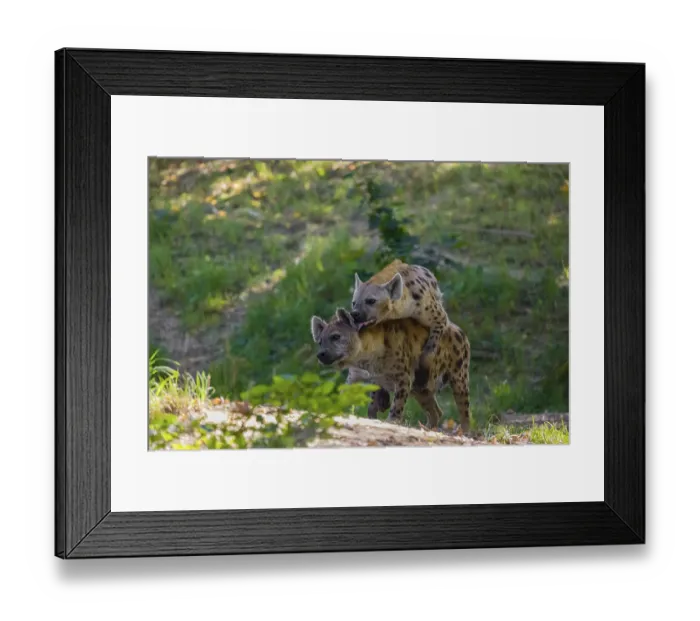 Framed Print : A mating couple of spotted hyena (Crocuta crocuta)