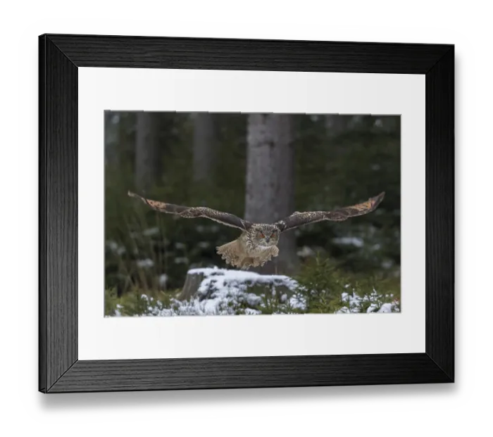 Framed Print : One Eurasian Eagle Owl, Bubo bubo Framed Print : One Eurasian Eagle Owl, Bubo bubo