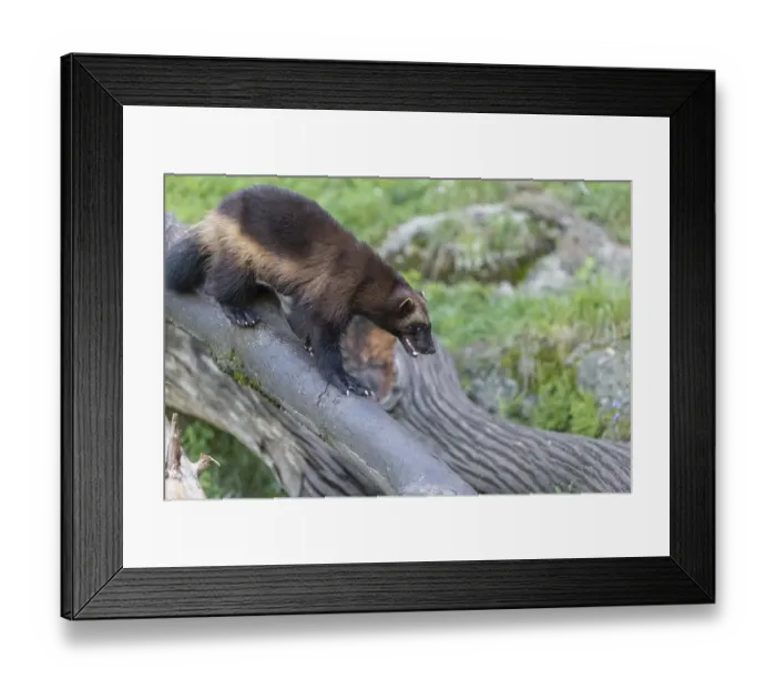 Framed Print : One wolverine, (Gulo gulo), climbing in a fallen tree Framed Print : One wolverine, (Gulo gulo), climbing in a fallen tree