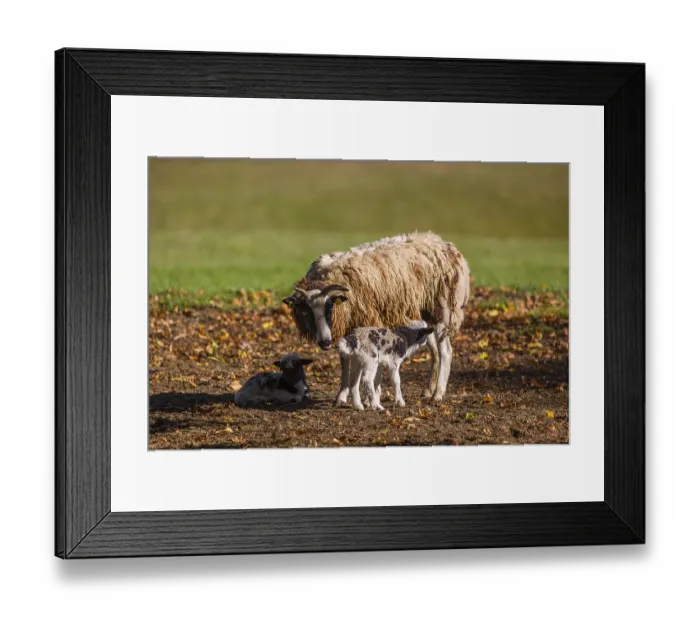 Framed Print : A female Jacob sheep (Ovis ammon F)