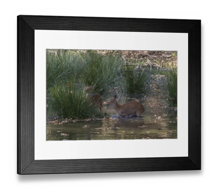 Framed Print : Vietnamese Sika Deer doe, Cervus nippon pseudaxis