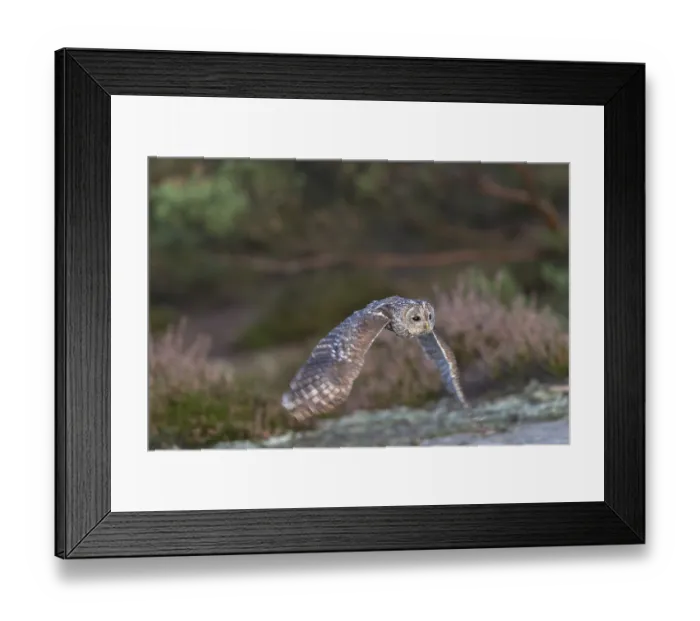 Framed Print : One tawny owl or brown owl (Strix aluco) flying over heather near a forest Framed Print : One tawny owl or brown owl (Strix aluco) flying over heather near a forest