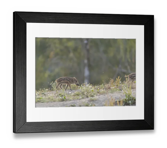 Framed Print : One piglet wild boar or wild pig (Sus scrofa) walking over an opening with a green forest in the background