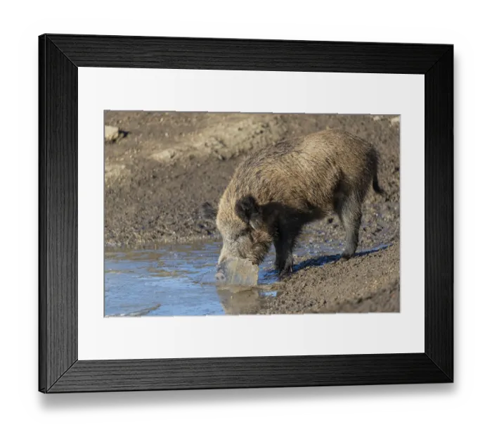 Framed Print : One wild boar or wild pig (Sus scrofa)