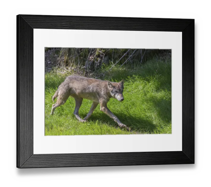 Framed Print : One adult eurasian gray wolf (Canis lupus lupus) walking over a green meadow in a forest opening