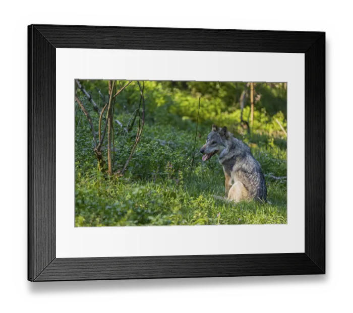 Framed Print : One adult male eurasian gray wolf (Canis lupus lupus) sitting in the green undergrowth at a forest edge Framed Print : One adult male eurasian gray wolf (Canis lupus lupus) sitting in the green undergrowth at a forest edge
