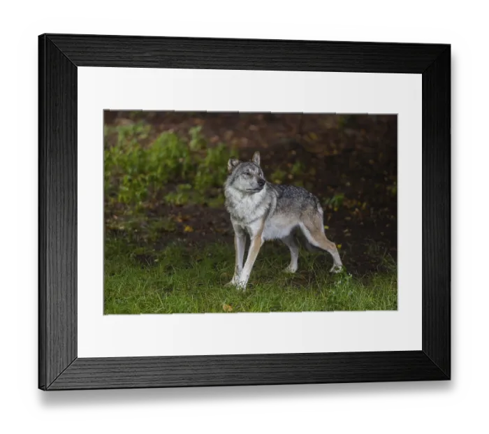 Framed Print : One adult male eurasian gray wolf (Canis lupus lupus) standing at a forest edge