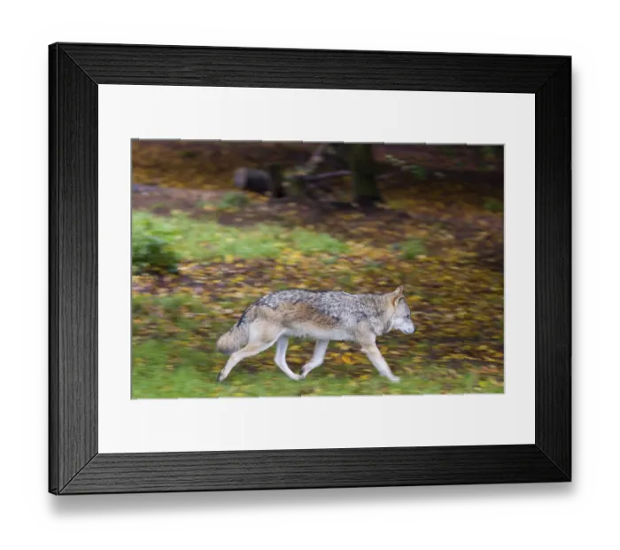 Framed Print : One eurasian gray wolf (Canis lupus lupus) running over the forest floor over dead leafes