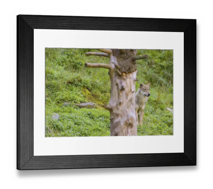 Framed Print : An adult male eurasian gray wolf (Canis lupus lupus) stands on hilly ground on a green meadow Framed Print : An adult male eurasian gray wolf (Canis lupus lupus) stands on hilly ground on a green meadow