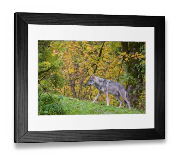 Framed Print : An adult male eurasian gray wolf (Canis lupus lupus) runs on hilly terrain on a green meadow Framed Print : An adult male eurasian gray wolf (Canis lupus lupus) runs on hilly terrain on a green meadow