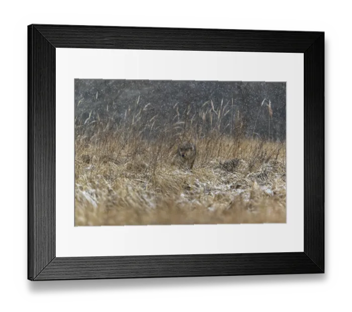 Framed Print : One young male eurasian gray wolf (Canis lupus lupus) running over a snow covered meadow during snowfall