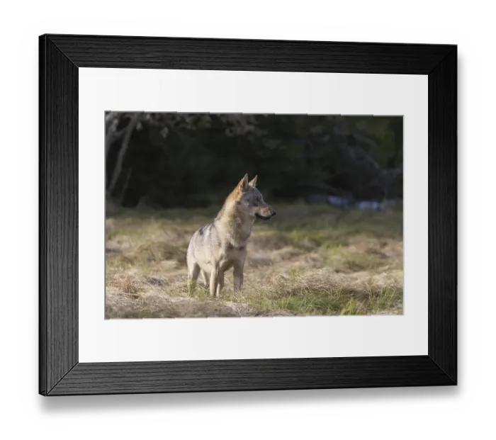 Framed Print : One young male eurasian gray wolf (Canis lupus lupus) running over a meadow with tall grass