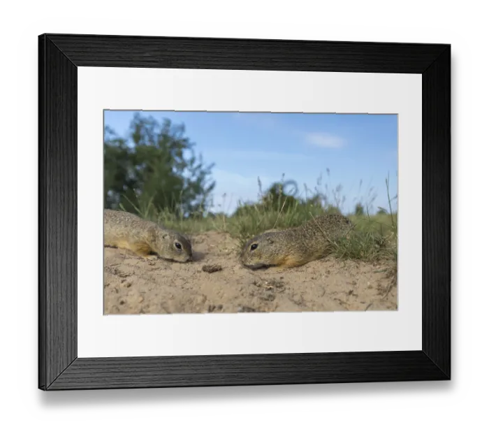 Framed Print : European ground squirrels (Spermophilus citellus)